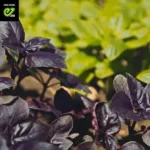 Насіння Базилік Розі Enza Zaden, 0.2 г