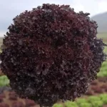 Насіння Салат Бахус, тип Лолло Росса Hazera, 20 шт