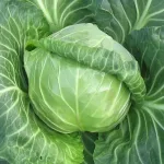 Насіння Білоголова капуста надрання Єтма F1 Rijk Zwaan, 20 шт