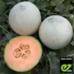 Насіння Диня Капаз F1 Enza Zaden, 5 шт
