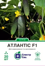 Насіння Огірок корнішон Атлантіс F1 Bejo, 20 шт