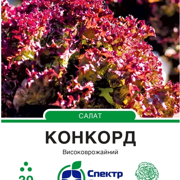 Насіння Салат Конкорд, тип Лолло Россо Rijk Zwaan, 30 шт